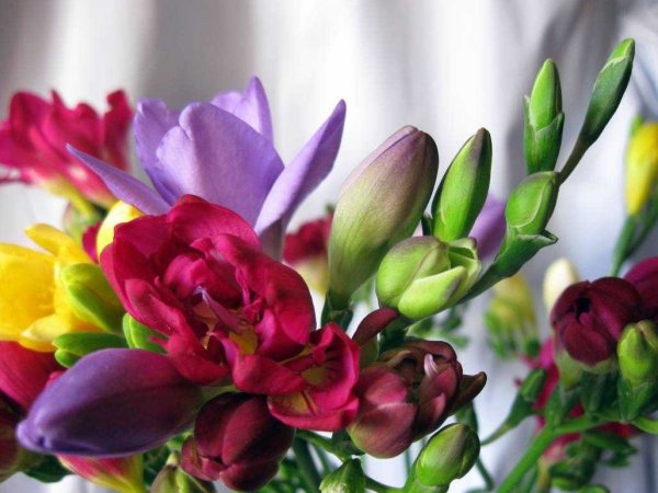 Freesia цветок