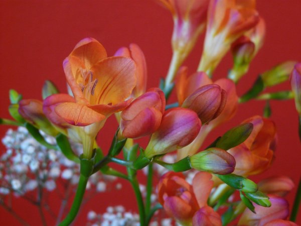 Фрезия Армстронга (Freesia armstrongii)
