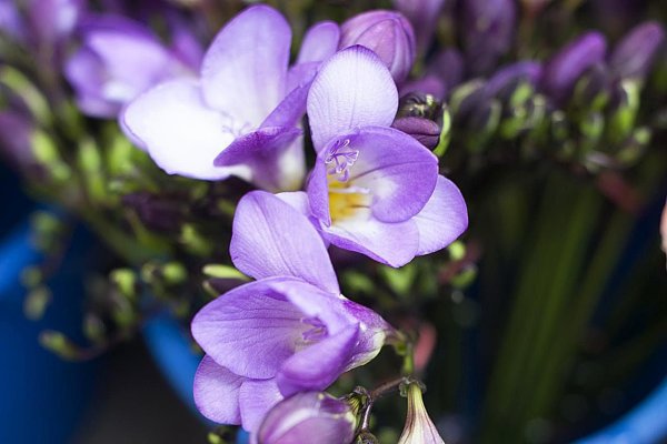 Freesia цветок