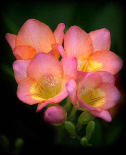 Фрезия (Freesia)