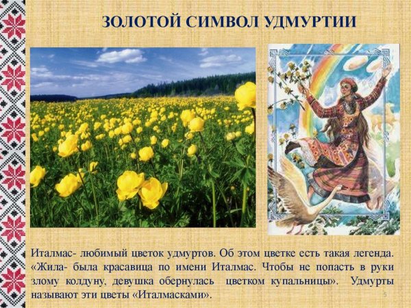 Купальница Сибирская роза