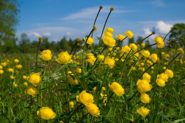 Купальница троллиус