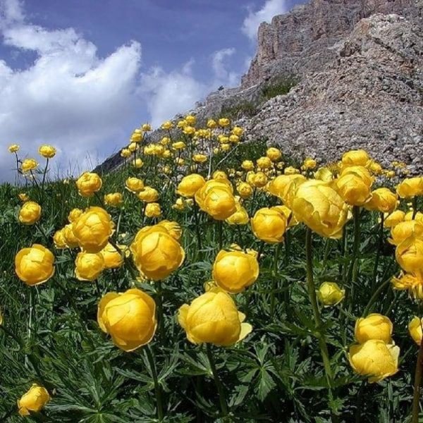 Купальница (Trollius) Лемон куин