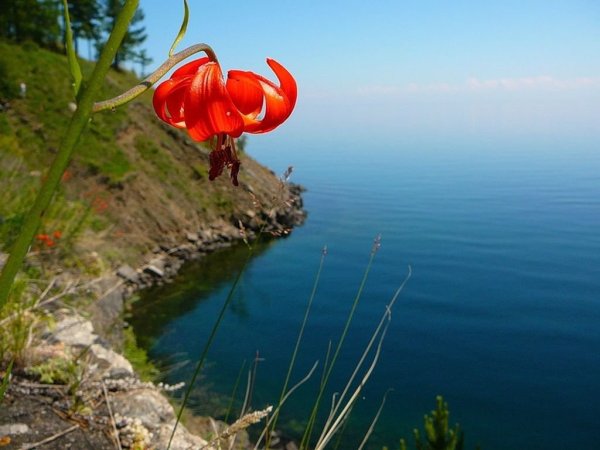 Байкал животные и растения