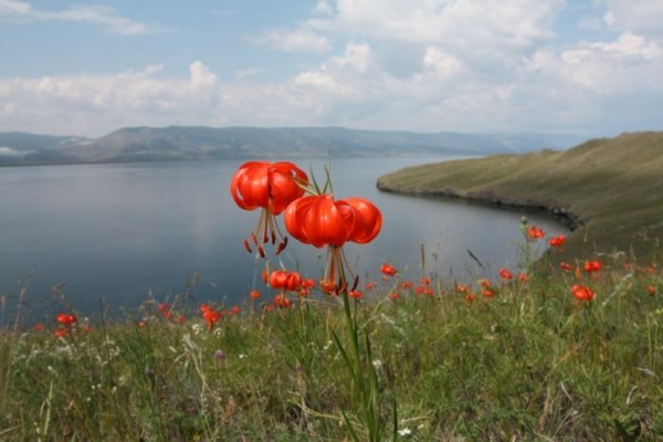 Красная саранка на Байкале