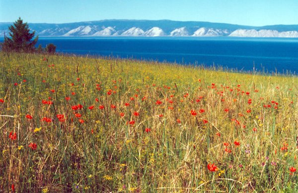 Пейзаж степи Забайкалья саранки