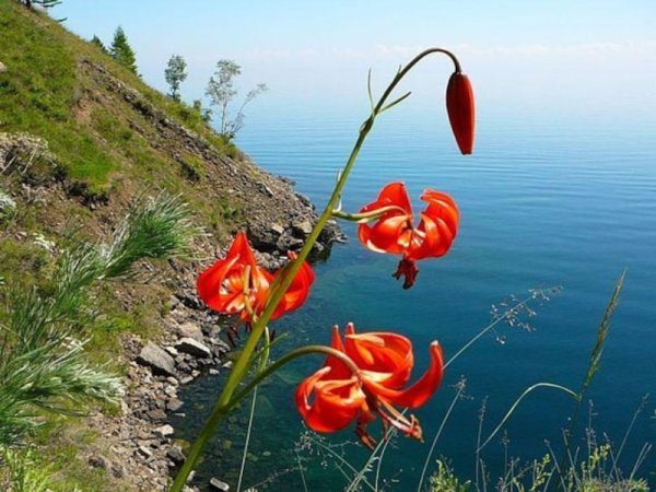 Саранка Байкальская цветок