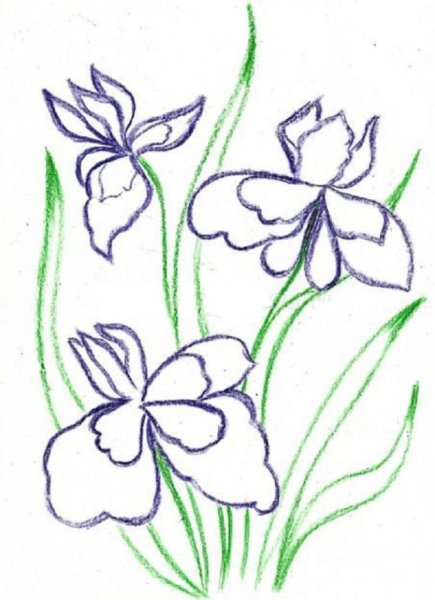 Рисунок ириса карандашом