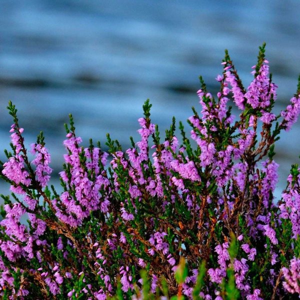 Вереск обыкновенный (Calluna vulgaris)