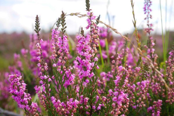 Вереск обыкновенный (Calluna vulgaris)