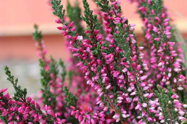 Вереск обыкновенный (Calluna vulgaris)