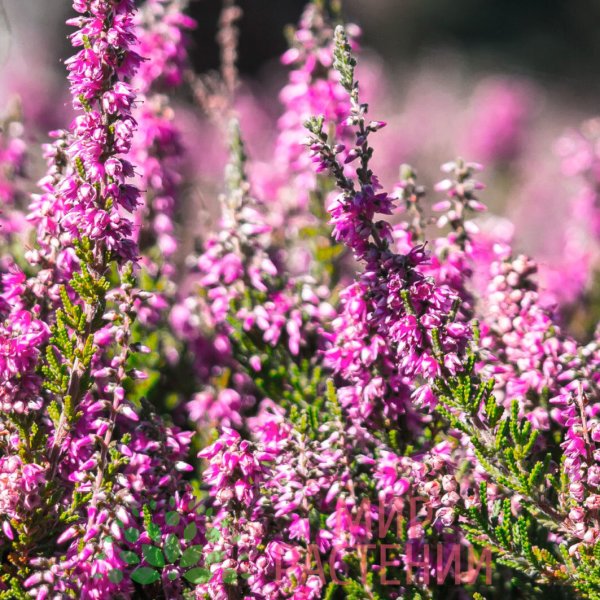 Вереск обыкновенный Аллегро