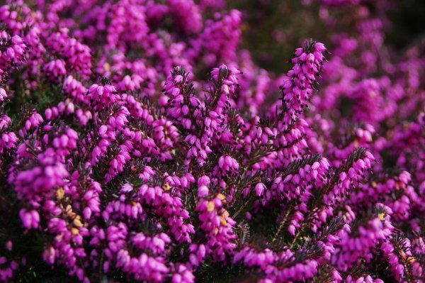 Вереск Calluna vulgaris