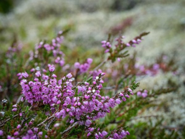 Вереск обыкновенный (Calluna vulgaris)
