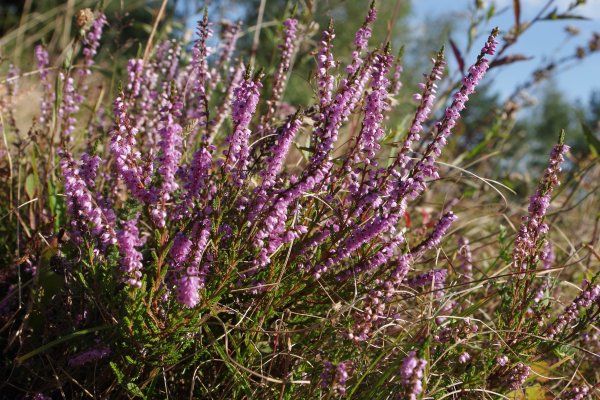 Вереск обыкновенный (Calluna vulgaris)