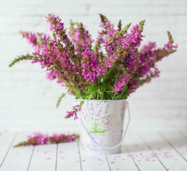 Вереск обыкновенный (Calluna vulgaris)