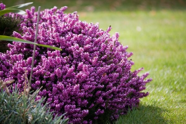Вереск обыкновенный (Calluna vulgaris)
