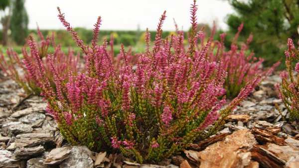 Вереск обыкновенный (Calluna vulgaris)