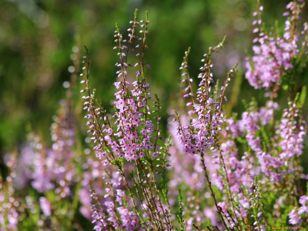 Вереск обыкновенный (Calluna vulgaris)