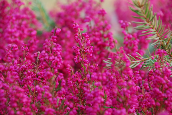 Calluna vulgaris Carmen