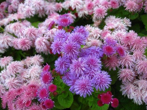 Агератум Хоустона (Ageratum houstonianum)