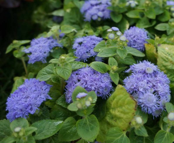 Агератум Хоустона (Ageratum houstonianum)
