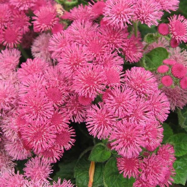 Агератум Хоустона (Ageratum houstonianum)