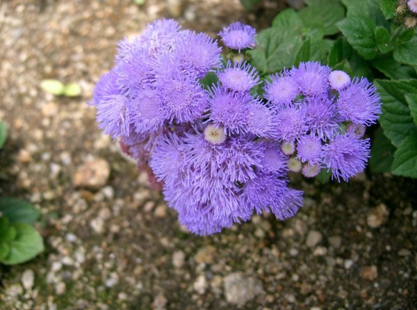 Агератум Хоустона (Ageratum houstonianum)