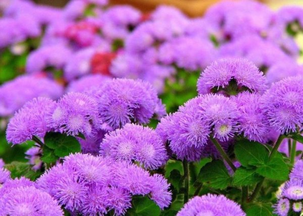 Агератум Хоустона (Ageratum houstonianum)