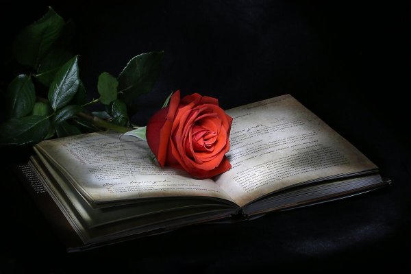Старая книга и розы