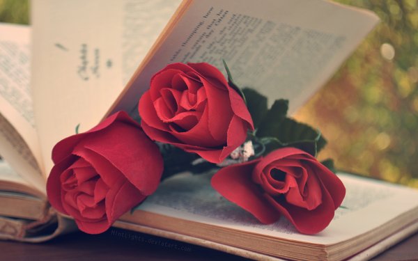 Букет цветов и книга