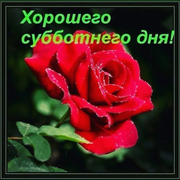 Смешной Ежик с цветами