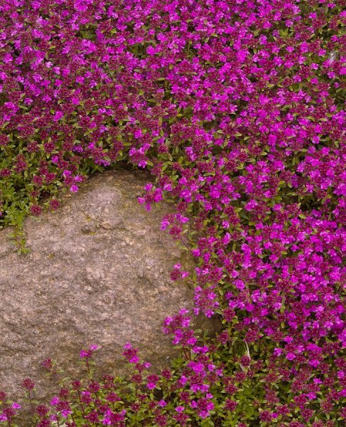 Тимьян ползучий (Thymus serpyllum)