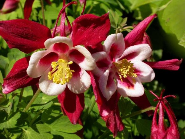 Аквилегия обыкновенная (Aquilegia vulgaris)