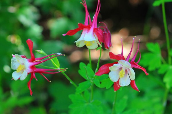 Аквилегия голубая Гиант