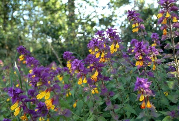 Lavandula Helmsdale