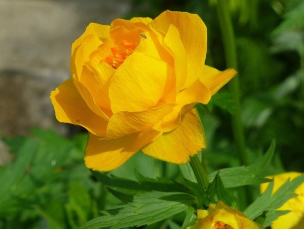 Купальница европейская (Trollius europaeus)