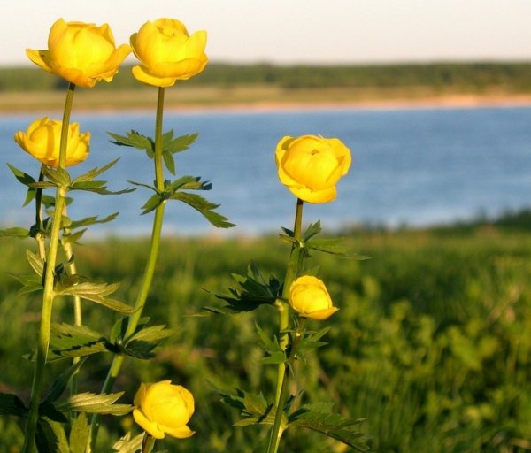 Купальница европейская (Trollius europaeus)
