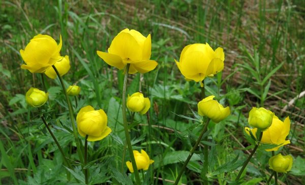 Купальница европейская (Trollius europaeus)