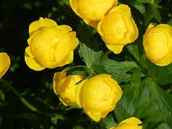 Италмас купальница европейская