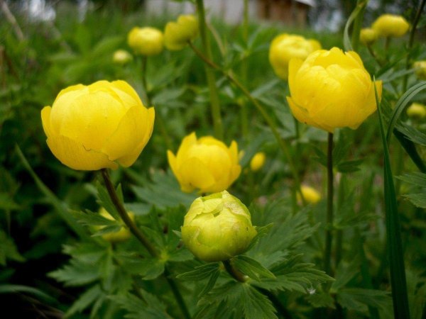 Купальница троллиус