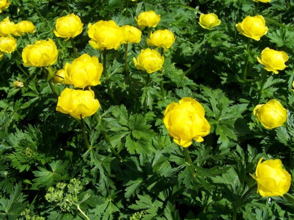 Купальница гибридная Yellow King
