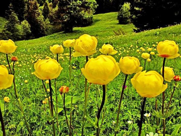 Купальница Trollius Cheddar