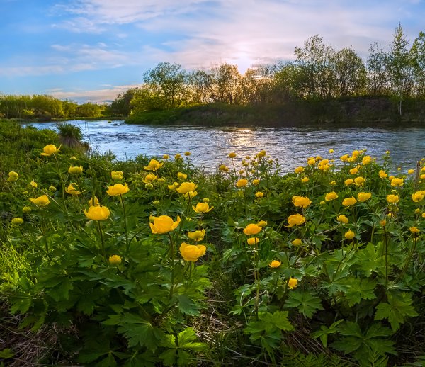 Купальница европейская
