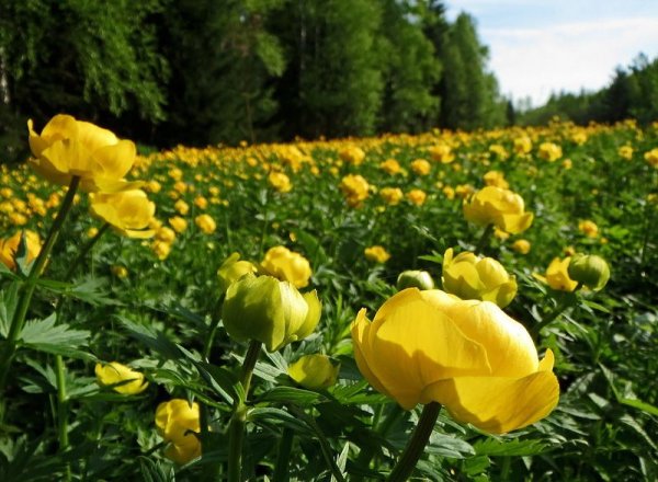 Купальница троллиус