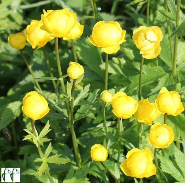 Купальница европейская (Trollius europaeus)