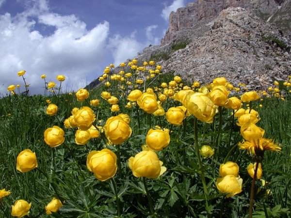 Купальница троллиус