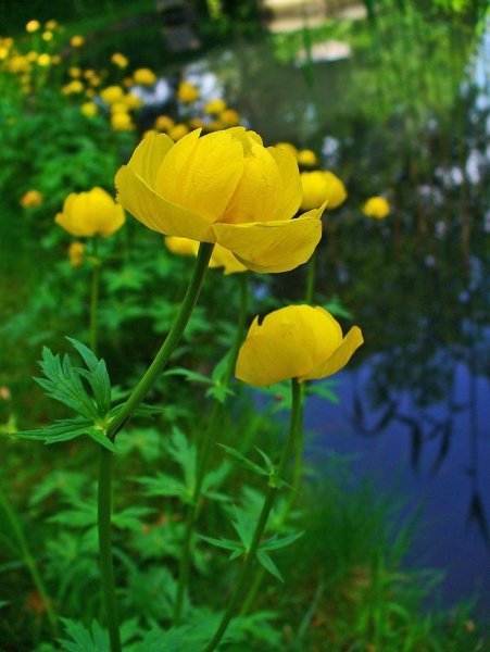 Купальница (Trollius)