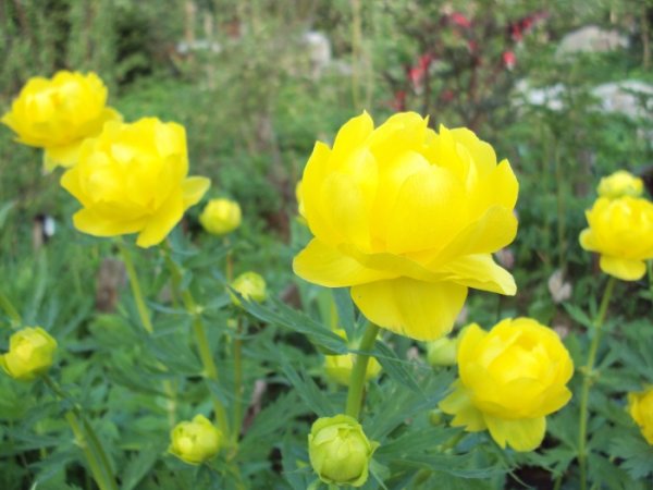 Купальница (Trollius)