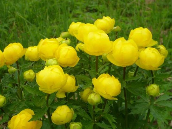 Купальница европейская (Trollius europaeus)